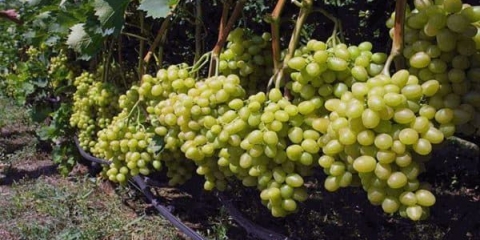 Sauvignon blanc (sauvignon blanc) - opis sorte grožđa